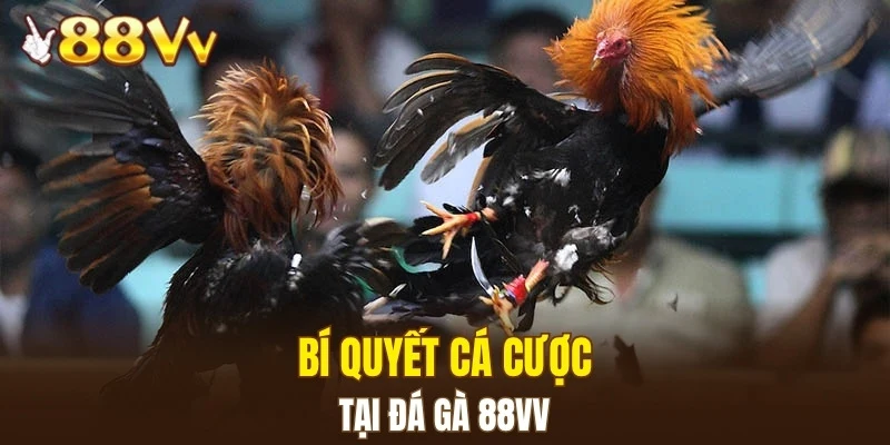 Bí quyết cá cược tại đá gà 88VV