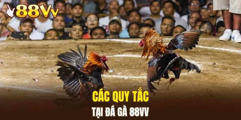 Các quy tắc tại đá gà 88VV
