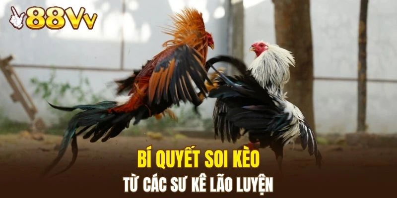 Hé lộ bí quyết soi kèo từ người lâu năm